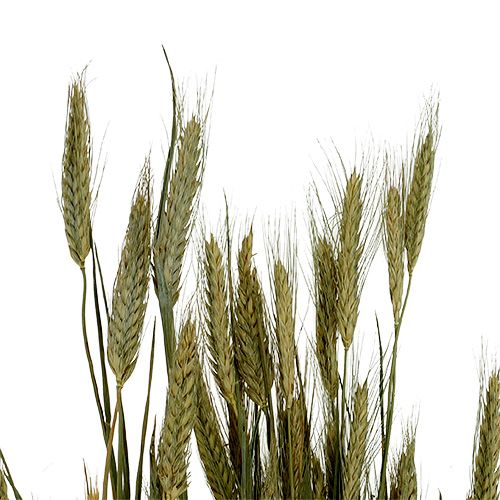 Artikel Gerste Getreide Deko Trockendeko Natur 80cm Bund für Floristen