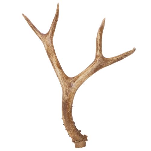 Artikel Künstliches Geweih Polyresin naturgetreu 32cm für Innenbereich