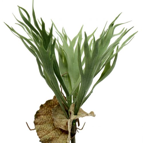 Geweihfarn 40cm Geweihfarn 40cm