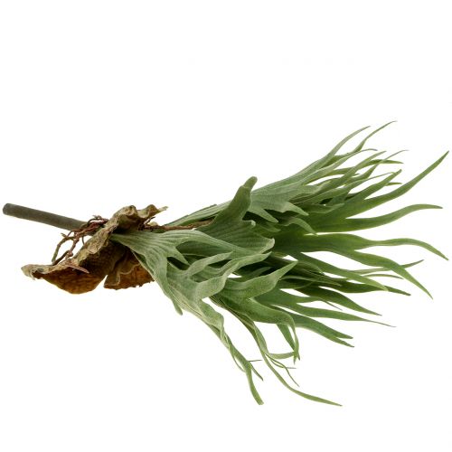 Geweihfarn 40cm