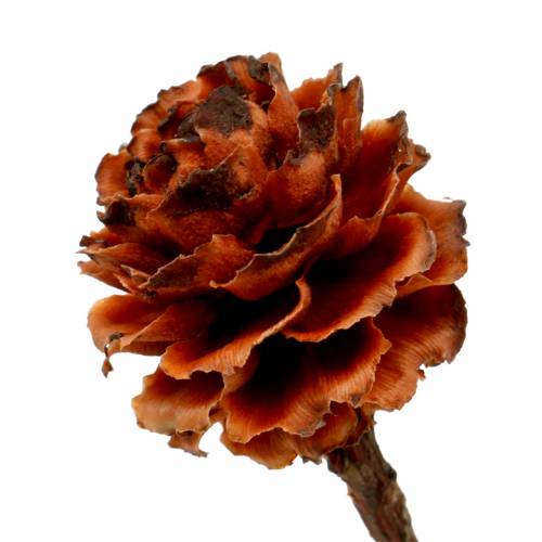 Glabrum II (1) 25St