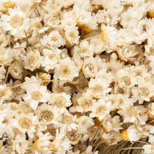 Artikel Trockenblumenstrauß 44cm Weiß Glixia-Gräser für langlebige Wohn- und Tischdeko