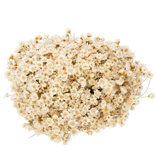 Artikel Trockenblumenstrauß 44cm Weiß Glixia-Gräser für langlebige Wohn- und Tischdeko