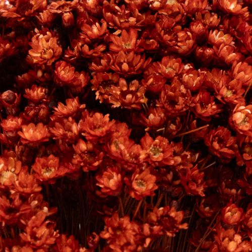 Artikel Trockenblumenstrauß 44cm rot-natur aus Glixia und Gräsern für stilvolle Deko und DIY