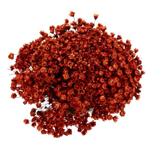 Artikel Trockenblumenstrauß 44cm rot-natur aus Glixia und Gräsern für stilvolle Deko und DIY