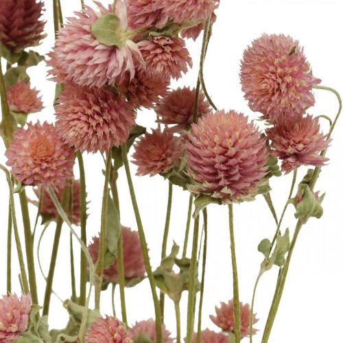 Floristik21 Kugelamarant, Gomphrena Globosa, Sommerblume, Trockenblume Pink L49cm 50g
