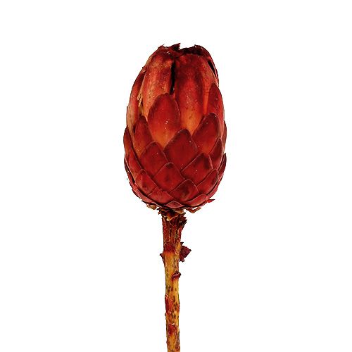 Floristik21 Grandiceps rot 25 St