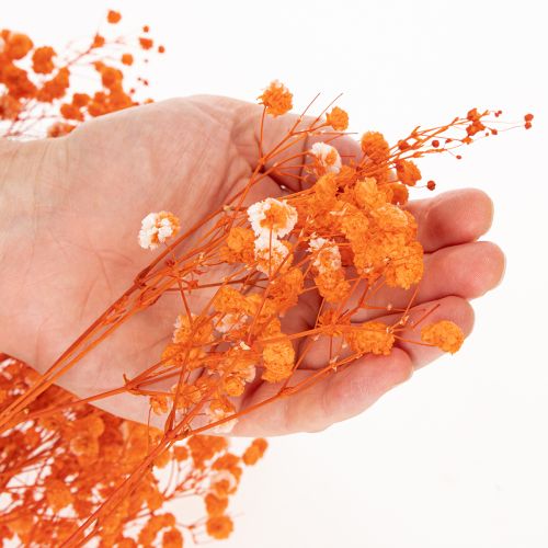 Schleierkraut Trockenblumenstrauß Gypsophila Orange 75cm 100g | Floristik21.de