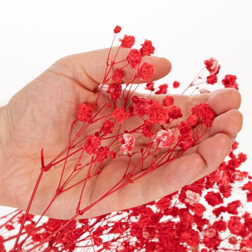 Trockenblumen Schleierkraut Bund 75 cm Rot 100 g für Dekoration | Floristik21.de