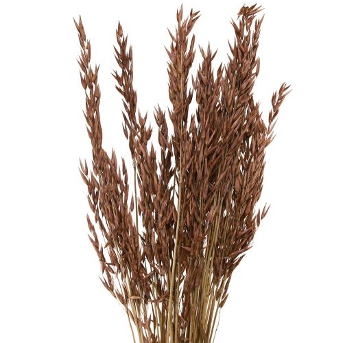 Floristik21 Hafer Trockendeko Braun 64cm 70-75g Naturdeko 2St