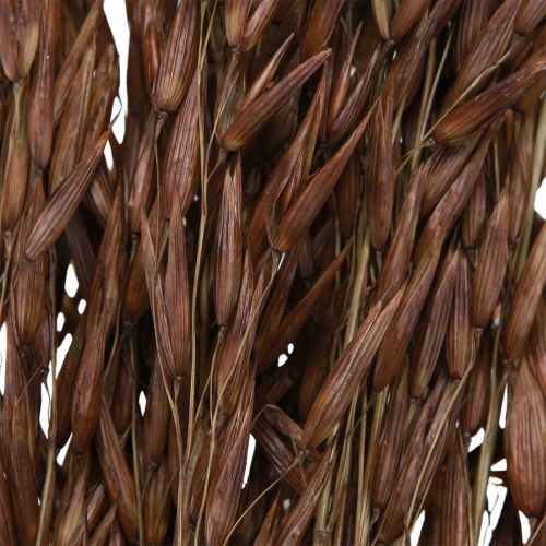 Artikel Hafer Trockendeko Braun 64cm 70-75g Naturdeko 2St