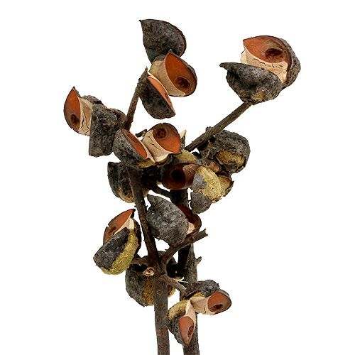 Floristik21 Hakea mittel Natur 5-9 Köpfe pro Zweig 20 St