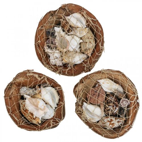 Artikel Halbe Kokosnussschale Deko Muscheln Schneckenhäuser Deko 18–19cm 3 St