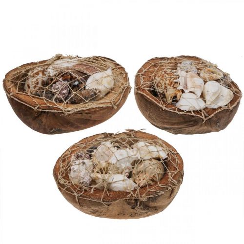 Floristik21 Halbe Kokosnussschale Deko Muscheln Schneckenhäuser Deko 18–19cm 3 St