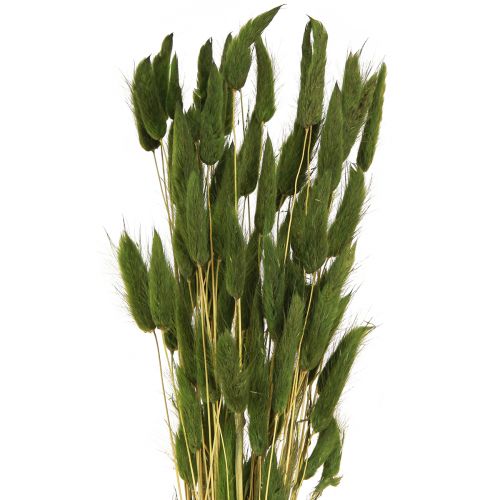 Artikel Hasenschwanzgras Lagurus Getrocknet Grün 50-60cm 50g