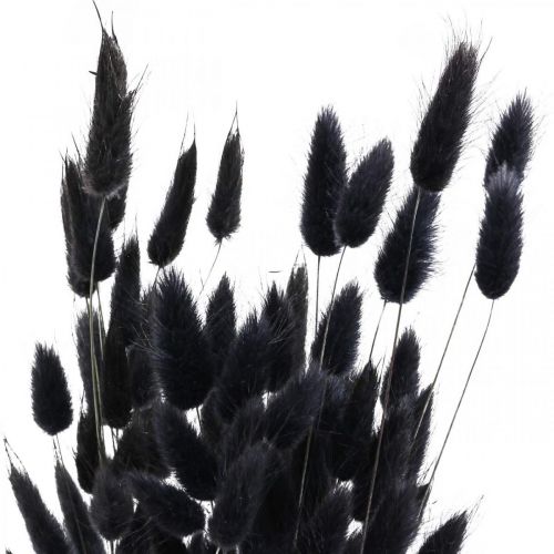 Hasenschwanzgras Lagurus Getrocknet Schwarz 60cm 50g