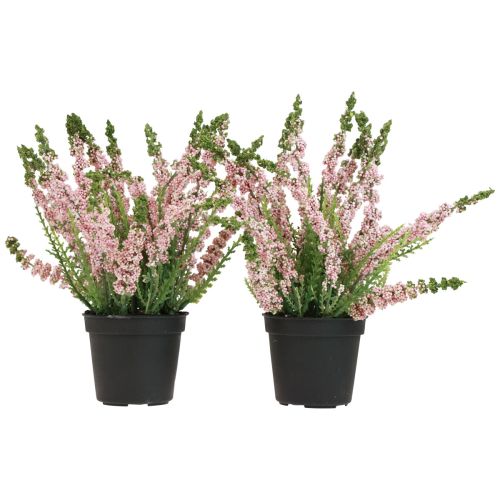 Artikel Erika Heidekraut Besenheide Heide im Topf Rosa H17cm 2er-Set