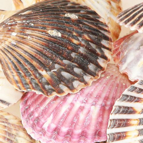 Artikel Herzmuscheln Natur Deko 3cm–5cm 300g Maritim Basteln Floristik21
