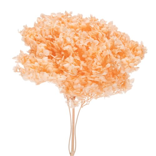 Getrocknete Hortensien Trockenblumenstrauß 65 cm für Innenbereich