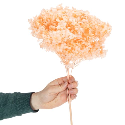 Artikel Getrocknete Hortensien Trockenblumenstrauß 65 cm für Innenbereich