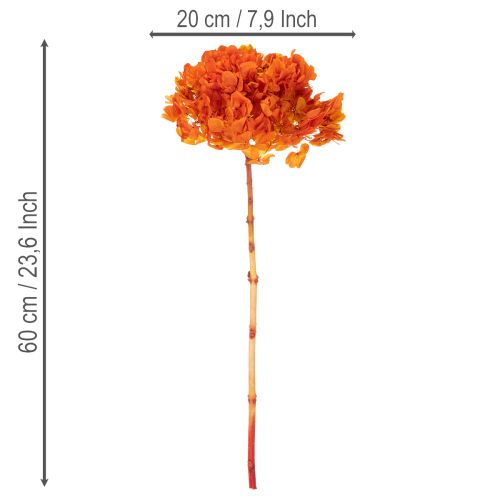 Konservierte Hortensie Orange, Blüten-Ø 20 cm, Stiellänge 60 cm | Floristik21.de