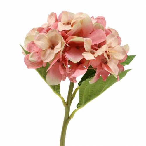 Floristik21 Hortensie Beige/ Rosa 35cm