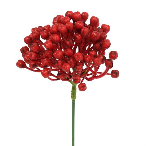 Floristik21 Hortensienknospenpick 22cm Rot 12St