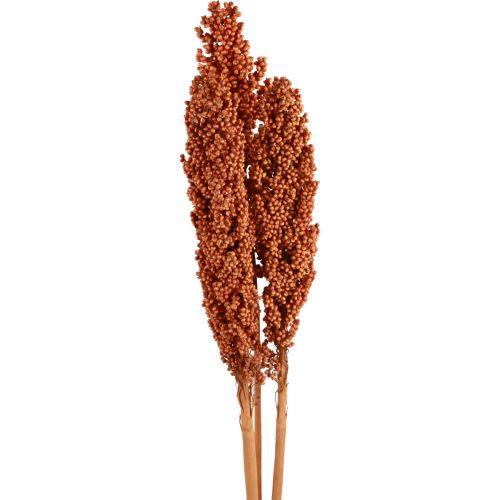 Floristik21 Indian Corn Trockenblumen Indischer Mais Orange 72cm 3St