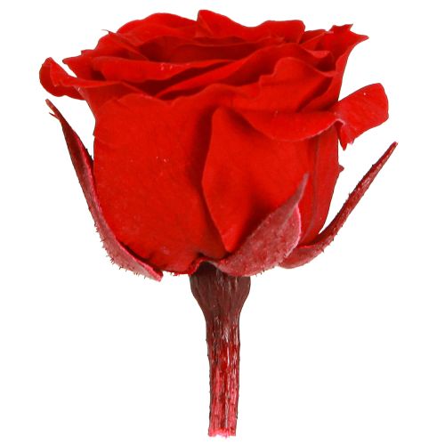 Artikel Infinity Rosen Mini Rosenköpfe Rot Ø3cm Dekoration 16 Stk kaufen