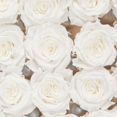 Artikel Infinity Rosen Echte Rosenköpfe Mini Rosen Weiß Ø3cm 16 St Konservierte Blüten Langlebig Deko