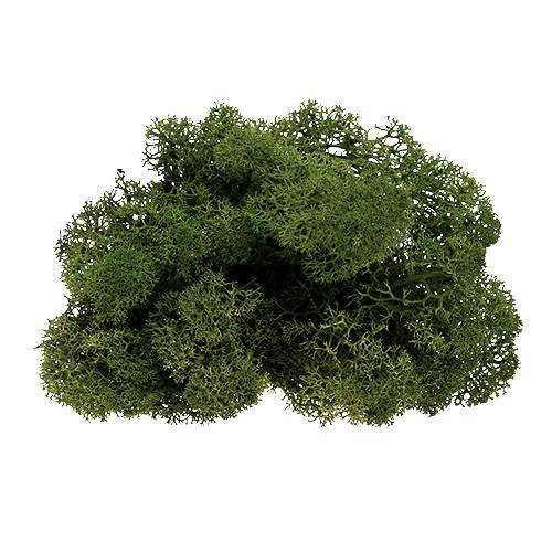 Moos Islandmoos Grün 500g Moos Islandmoos Grün 500g
