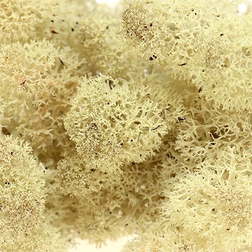Islandmoos Natur 100g konserviert beige creme preserved moss Reindeer Moss 
