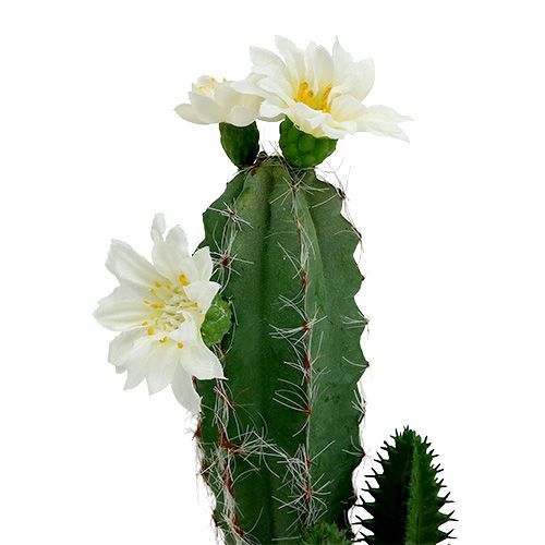 Floristik21 Kaktus im Topf mit Blüte 21cm Weiß