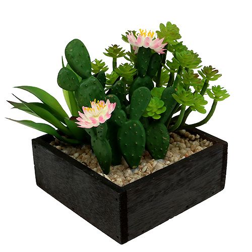 Kaktus mit Blüte 14cm im Holzkasten Kaktus mit Blüte 14cm im Holzkasten
