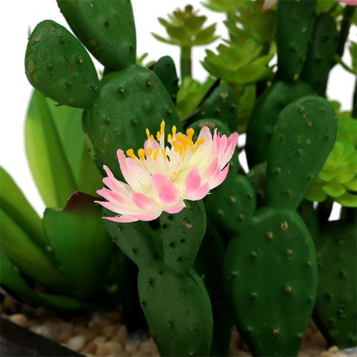Kaktus mit Blüte 14cm im Holzkasten