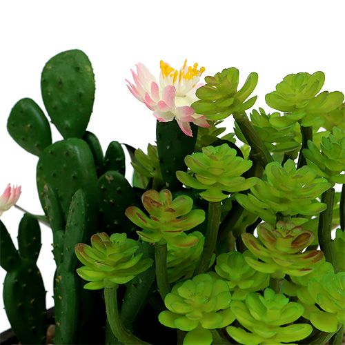Kaktus mit Blüte 14cm im Holzkasten