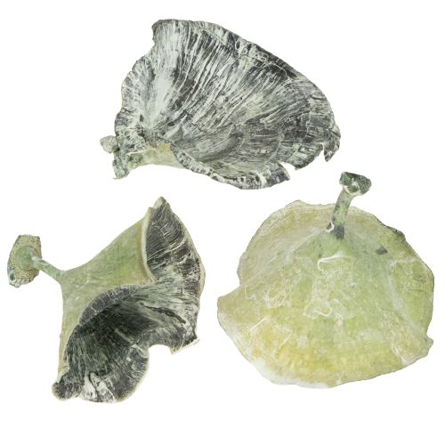 Floristik21 Kalix Pilz Grün, Weiß gewaschen 100 St