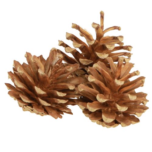 Floristik21 Kiefernzapfen Waldkiefer Pinus sylvestris H3–5cm 1kg