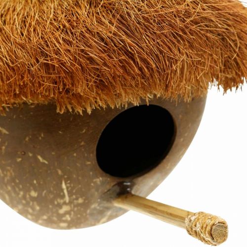 Floristik21 Kokosnuss als Nistkasten, Vogelhaus zum Hängen, Kokosnuss-Deko Ø16cm L46cm
