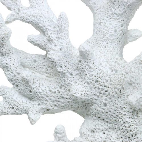 Floristik21 Maritime Deko Koralle Weiß Sommerdeko 14,5×14,5cm