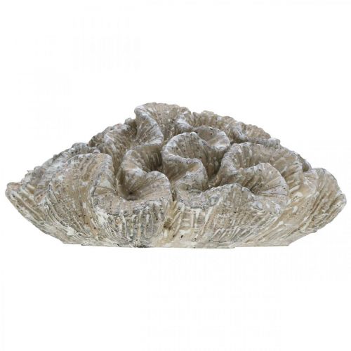 Floristik21 Maritime Deko Koralle Beige Weiß künstlich Polyresin 23x20cm