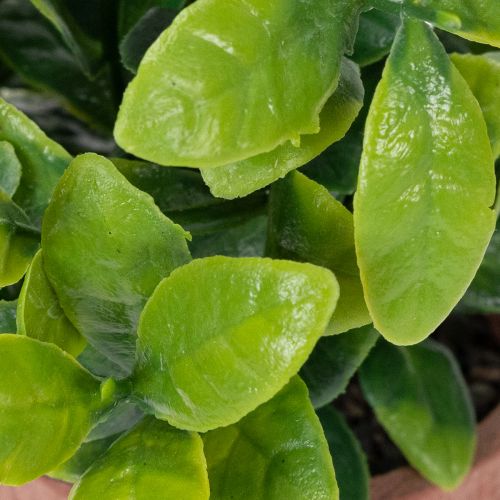 Artikel Kunststoff Kunstpflanze im Blumentopf 18cm für Innenräume 3-teilig