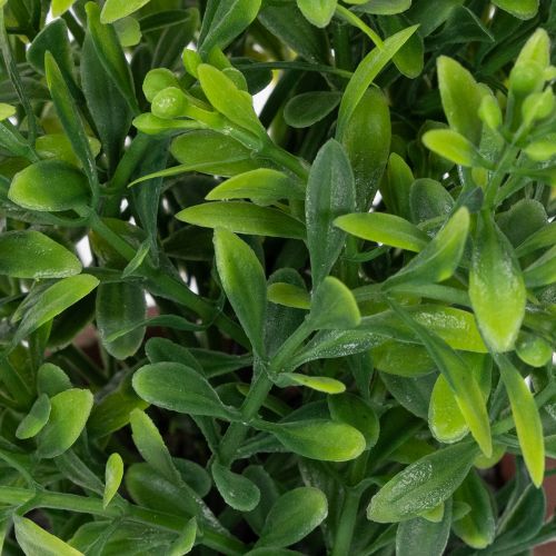 Artikel Kunststoff Kunstpflanze im Blumentopf 18cm für Innenräume 3-teilig