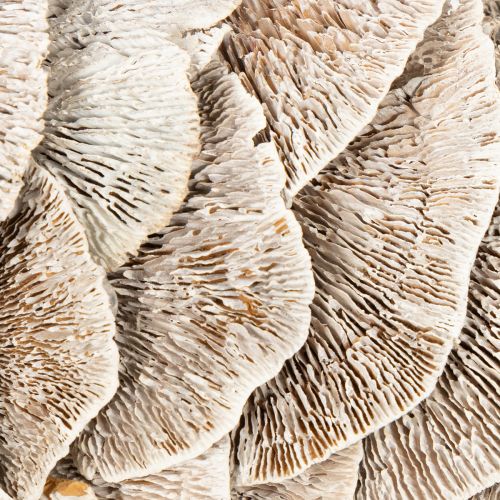 Kranz Baumschwamm Naturfaser Weiß 37 cm Innenbereich | Floristik21.de
