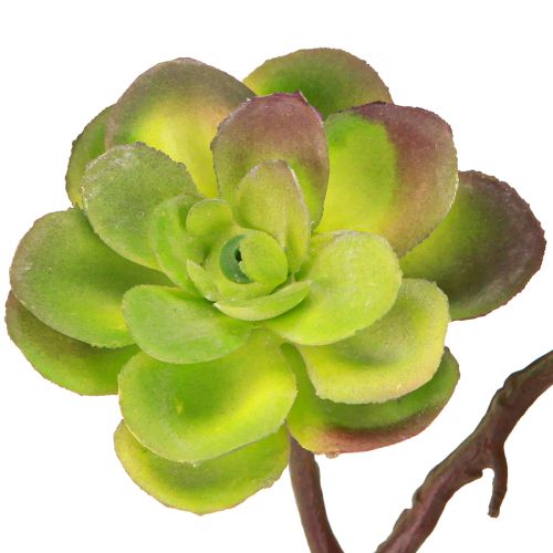 Artikel Künstliche Sukkulenten Grün Lila 32cm 2St – Deko-Pflanzen