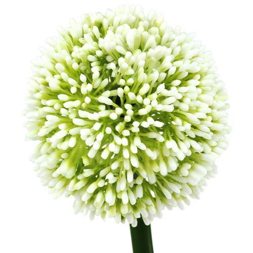 Floristik21 Künstliches Allium Weiß Ø10cm L65cm