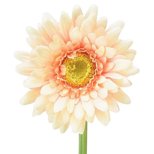 Floristik21 Künstliche Blumen Gerbera Apricot 47cm