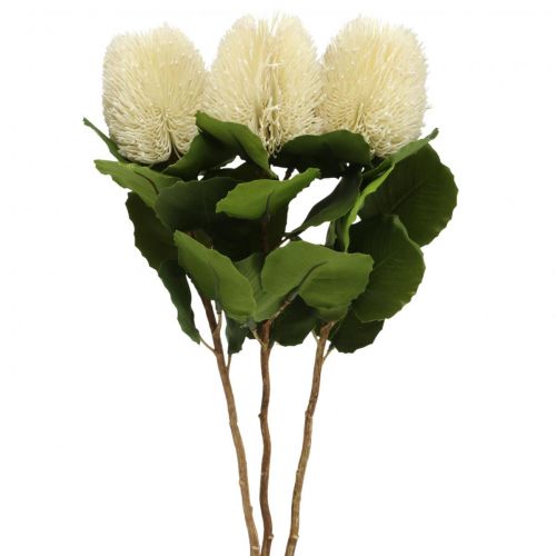 Floristik21 Kunstblumen, Banksia, Proteaceae Cremeweiß L58cm H6cm 3St