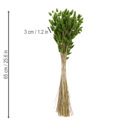 Lagurus Trockengras