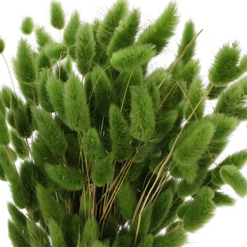 Lagurus Trockengras